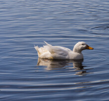 Domestic White Duck Living Amongst Mallard Ducks On Pickmere Lake, Pickmere, Knutsford, Cheshire, UK