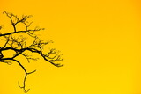 Fototapeta Dmuchawce - A large branching tree on an orange color background.