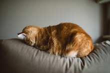 Ginger Cat Sleeping With Face On Couch At Home