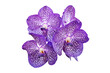 Purple Vanda Orchid Flowers Isolated on White Background with Cl