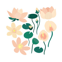 Beautiful Vector Set Of Blooming Lotus And Water Lily Hand Drawn Clipart
