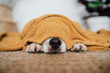 © Eva Blanco/Westend61 - Dog covered in blanket lying on carpet at home