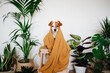 © Eva Blanco/Westend61 - Pet covered in blanket sitting on table by houseplant at home