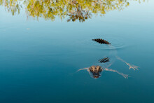 American Alligator Swimming In Lake At Everglades National Park