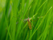 Selective focus shot of a long-leg mosquito on grass