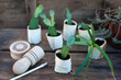 © Gianna Schade/Westend61 - Plant potted in paper flower pot on wooden box