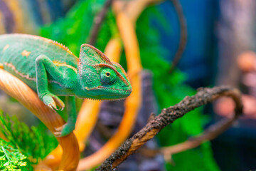 Wall Mural - Close-up shot of a beautiful green chameleon on a branch in the zoo park