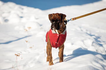 Young German boxer dog in red clothes.