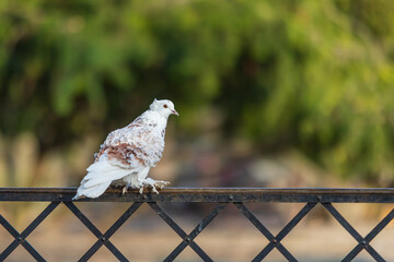 Wall Mural - Beautiful colorful ornamental pigeon sitting on a metal fence.