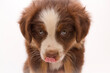 © Tandem Stock - Close-up portrait of a six-week old tri-colored Australian Shepherd puppy on a simple white background.