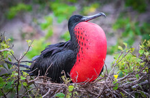 A Male Frigate Bird With Inflated Pouch Sits On His Nest In The Galapagos Islands.