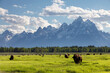 © Tandem Stock - Scenic landscape image of bison in a meadow with the Teton Mountain Range as a backdrop, Grand Teton National Park, Wyoming.