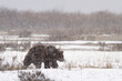 © Tandem Stock - A male grizzly bear walks through Willow Flats during a late winter storm in Grand Teton National Park, Wyoming.