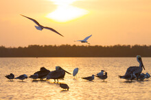 Gulls And Pelicans Gather At Low Tide In Everglades National Park, Florida.