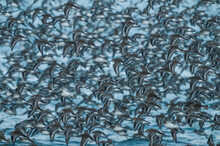 Flock Of Shorebirds Along The Washington Coast.