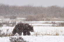 A Male Grizzly Bear Walks Through Willow Flats During A Late Winter Storm In Grand Teton National Park, Wyoming.