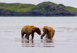 © Tandem Stock - Katmai National Park, AK: two adult brown bears fight over fishing spot ocean flats