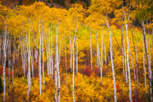 A Beautiful Stand Of Aspens Along The Road Up McClure Pass Near Marble, Colorado.
