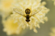 © Tandem Stock - A small fly drinks nectar from some yellow flowers.