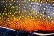 © Tandem Stock - The scales of a spawning male brook trout in southern Patagonia, Argentina.