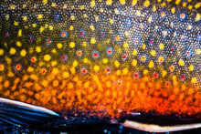 The Scales Of A Spawning Male Brook Trout In Southern Patagonia, Argentina.