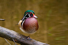 A Wood Duck Rests On A Log In The George C. Reifel Bird Sanctuary In , British Columbia, Canada.