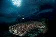 © Tandem Stock - Schools of sardines swarm a shallow reef in Triton Bay Raja Ampat.
