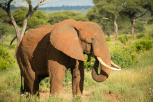 An Elephant At Tarangire National Park In Tanzania