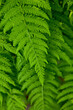 © Tandem Stock - bright green fern near blue ridge parkway, north Carolina