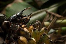 A Hurcules Beetle Climbs On Top Of A Bunch Of Wild Bananas In The Tropical Forest Of Pico Bonito National Park, Honduras.