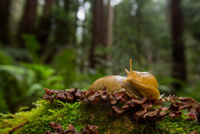 Banana Slug In Muir Woods, Golden Gate National Recreation Area, California.