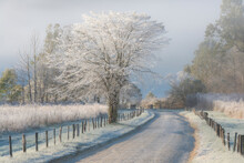 Frost And A Light Snow In Early Morning Light, Cades Cove, Great Smoky Mountains.