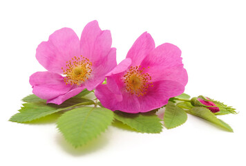 Sticker - Wild rose flowers.