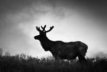 A Bull Elk's Profile Stands On Top Of A Ridge On A Cloudy Day In Yellowstone National Park, Wyoming.