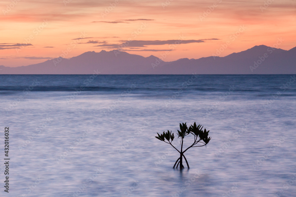 Sunrise on a red mangrove in the Pig Keys, Honduras. Sto…