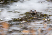 An Otter Peeks Out From A Hole In The Ice In Riding Mountain National Park, Manitoba, Canada.