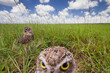 © Tandem Stock - Burrowing owls photographed from a hidden camera outside their burrow in Homestead, Florida.