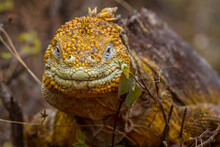 Portrait Of A Male Land Iguana Showing Mating Colors. Galapagos Islands, Ecuador.