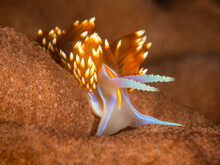 The Monterey Bay Is Home To A Myriad Of Marine Invertebrates Such As This Opalescent Sea Slug.