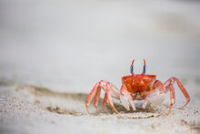 Crab Walking On Sand In The Galapagos Islands, Ecuador