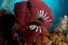 A Lionfish On A Deep Red Sponge.
