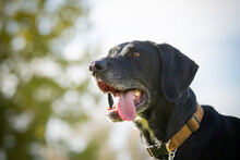 Great Dane Labarador Mix Breed Dog With Collar