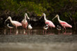© Tandem Stock - Spoonbills share foraging habitat with many other wading birds like these blackneck stilts in Everglades National Park, Florida.