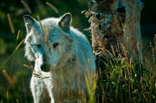 A Captive Gray Wolf At The Center In West Yellowstone, Montana
