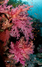 Fiji Reef Scene With Soft Corals, And Schools Of Anthias.