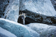 A Portrait Of Black Phase Red Fox Kit At Its Den Site In Mount Rainier National Park Washington.