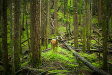 A Black-tailed Deer (Odocoileus Hemionus Columbianus) Stands Alone In A Second Growth Forest Along Cascade River Road, Mount Baker-Snoqualmie National Forest, Washington.