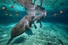 Portrait Of A West Indian Manatee Mother And Baby (cow And Calf), Or Sea Cow (Trichechus Manatus), Crystal River, Three Sisters Spring, Florida.