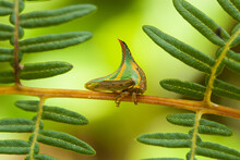 An Insect Shaped Like A Thorn, Pico Bonito National Park, Honduras.