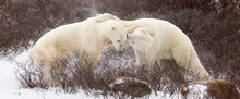 Two Young, Male Polar Bears Spar Near Churchill, Manitoba, Canada.